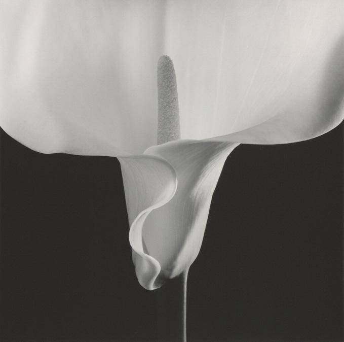 Page 5 About the Robert Mapplethorpe Foundation Calla Lily, negative 1988; print 1990. Robert Mapplethorpe (American, 1946 1989). Gelatin silver print. The J.