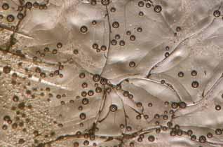 Figure 19. This magnified (20 ) image of Canada balsam (poured on a slide in the mid-20th century) shows cracks, gas bubbles, and an irregular surface.