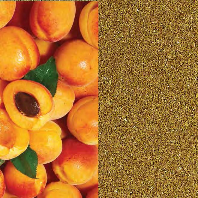 finely grinding apricot seeds Small round