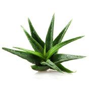 ALOE VERA 10X CONCENTRATE HUM-ALVE-01 Description: Pure natural liquid derived from the hollow interior of the leaves of the Aloe plant (aloe barbadensis Miller), consists of >75 ingredients