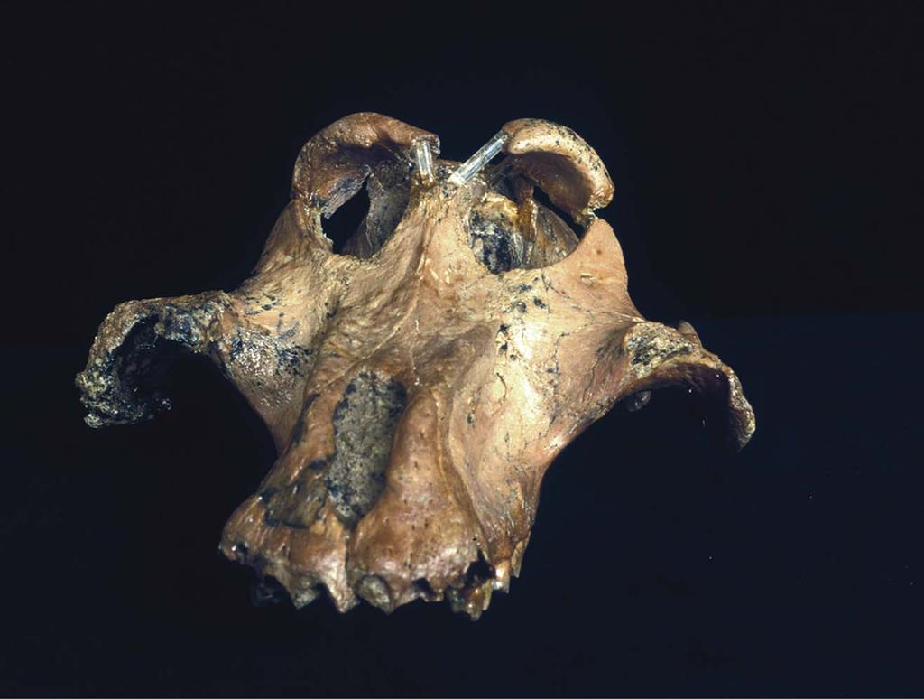 156 RAK AND MAROM Fig. 4. The visor-like zygomatic bone in Theropithecus brumpti. formation of a single flat surface extending from the zygomatic arch to the lateral margin of the nasal opening.