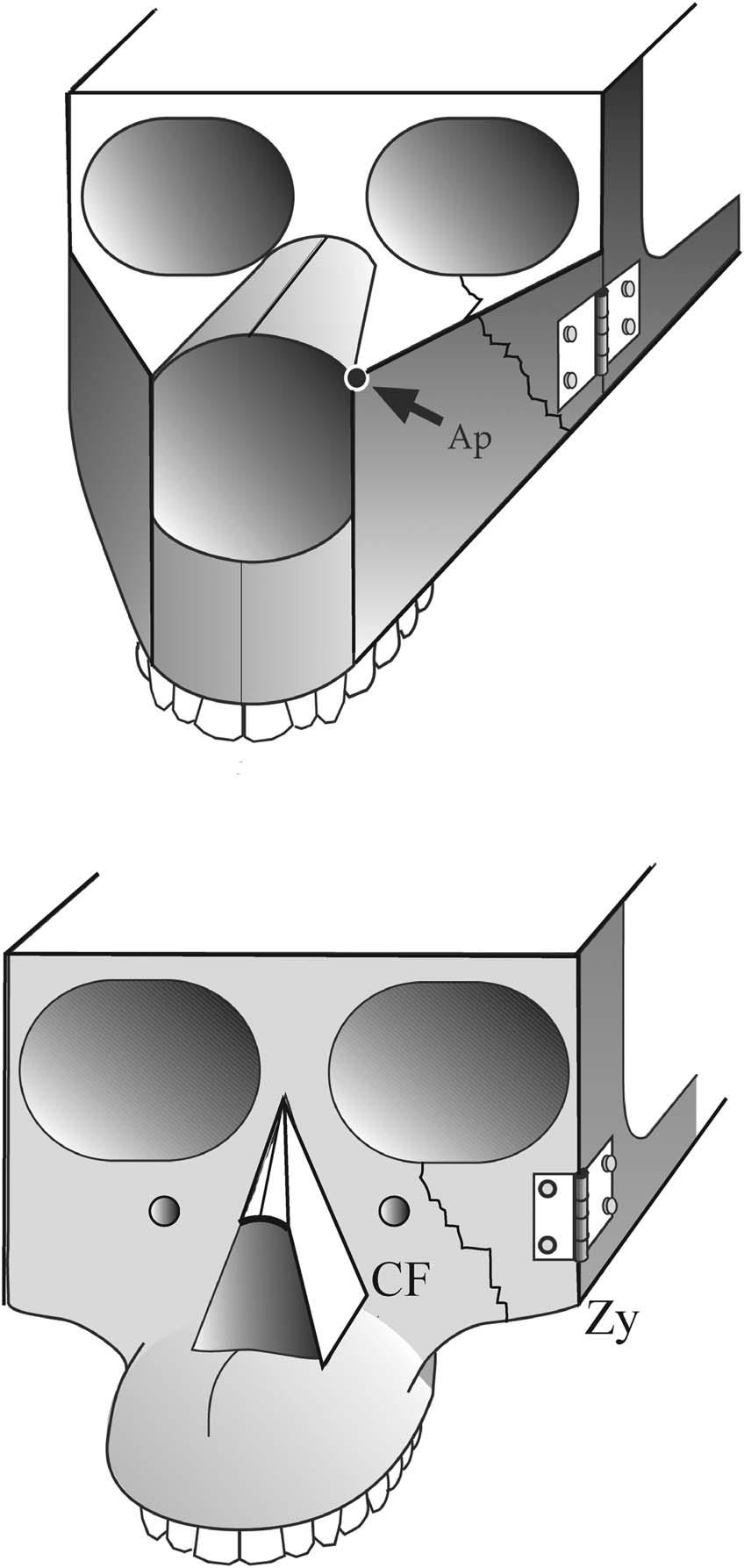 OPPOSING EXTREMES OF ZYGOMATIC MORPHOLOGY 157 Fig. 5. A schematic comparison of the facial mask topography in H. neanderthalensis (upper) and the generalized face (lower).