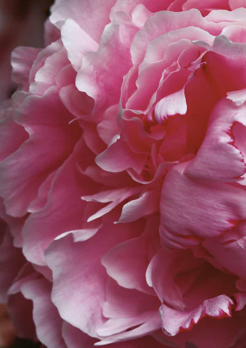 Blossom ASYMMETRIC BUTTON BEAUTY TUNIC Hot Pink CODE: PR68 Blossom