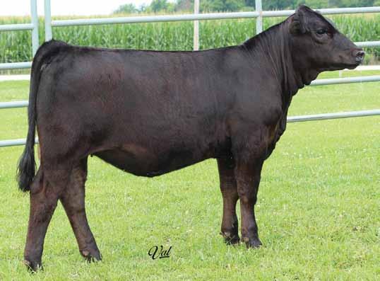 MT 73G GCF Miss Caliente SS Me Too L06 Harker Simmentals Here is the only direct daughter of Caliente in this year s sale. She is sired by the deceased bull, Turning Point, and will make a great cow.