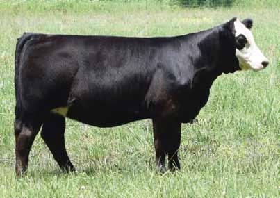 Kenya B2 Louken Kenya 510PP Beshears Simmentals The Kenya cow has done a great job for us over the last 5 years and had a great track record before us as well, having two different heifers claim