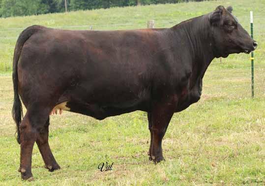 High capacity and high style, this heifer will work for you. The cow family has been one of our most consistent, with every female going through the Field of Dreams sale ring.