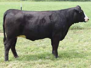NLC Upgrade U8676 HF Pujols STF Temptation R79M STF Shocker UP46 HF Shocker 139X HF Miss 0139R Hobbs Farms This is a moderate framed, sow bellied, versatile cow.