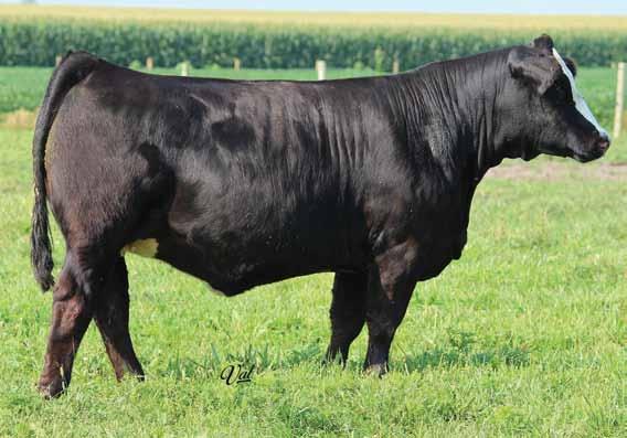 This Upgrade/ Antoinettes Joy daughter has purple coursing through her veins. No need to tell you how good she is, see for yourself. She is bred to sexed heifer Uprising semen.