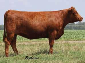 Dice M51 71 Hobbs Farms Prima 575C has been a favorite of ours from day 1. A very attractive bred out of one of our old reliable cows from Felt Farms. This beauty looks good coming and going.