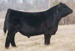 15C is a daughter out of our I-80/ Knockout bull we sold to Eddie Waymire. Out of really good young Expedition daughter that we really like. Be sure to ask Eddie about the I-80 bull.