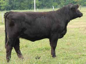 cow power in her pedigree, and even more inside her belly. She is bred to have a heifer calf in mid February and she has the potential to thrive in any herd. HPF Optimizer A512 A.I.