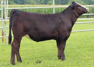 He is one of the best Uprising sons we have to seen to date. This bull is the best footed individual I have personally ever seen. His daughters are extremely exciting. Maxine is no exception!