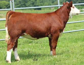 41 111 59 HSF Better Than Ever Harkers Icon WS Katie S125 EXAR Exceptional 1505 WK Duchess 6168 WK Duchess 2121 WK Duchess 6168, Dam of Lots 27 & 27A and Grandam of Lot 28 Harker Simmentals Here are