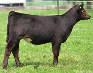 Selling 3 IVF Embryos of Hook s Broadway 11B x GCF Miss Caliente Guaranteeing 1 pregnancy if performed by a certified embryologist. Est. Plan Mating EPDs: 10.85 50 75 5 23 48 * 10.7 Carcass #s: 15.
