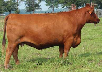Eichacker Simmentals. Harkers Icon : Harkers Icon on 12-20-14 Est. Plan Mating EPDs: 10 1.45 59 84 5 17 46 * 11.25 Carcass #s: 21.5 -.31.05 -.06.70 107 59 84 Harkers Sorority Girl S103-4 2.