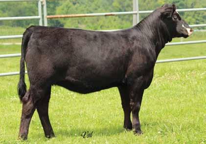 Powerdrive M61 Harker Simmentals Using S A V Bismarck to produce high quality half bloods is nothing new to the Simmental breed.
