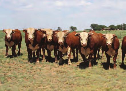 2015 Buffalo Livestock