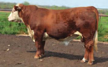 15 Flushmate to the Reserve Grand Champion bull at the 2015 Houston Livestock Show.