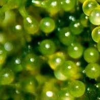 using one of the  - green caviar