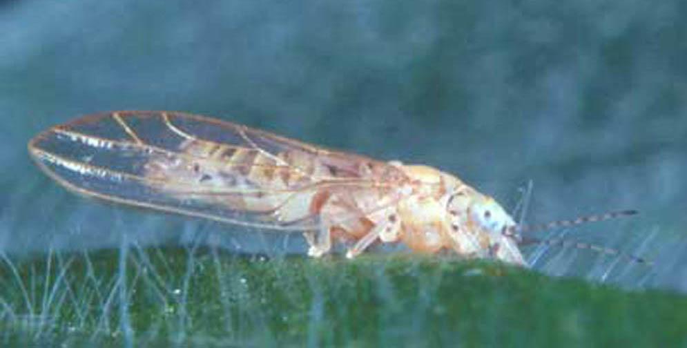EENY300 A Psyllid, Boreioglycaspis melaleucae Moore (Insecta: Hemiptera: Psyllidae) 1 Susan A. Wineriter, Susan E. Halbert and James P.