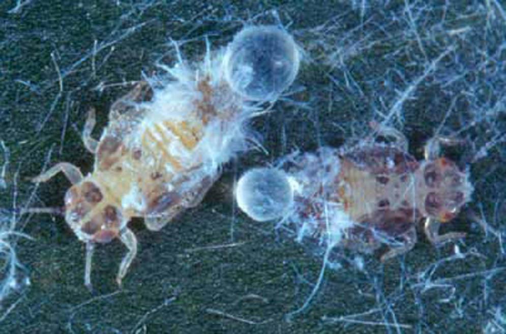 Older nymphs of Boreioglycaspis melaleucae Moore, a psyllid, secreting honeydew. Waxy flocculence has been brushed away. Figure 3.