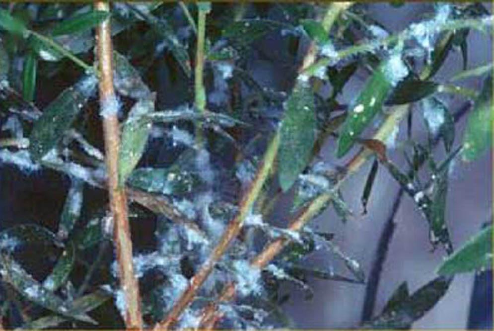 Importance Both adults and nymphs feed on melaleuca, causing high mortality of seedlings and premature leaf drop from mature trees (Franks et al. 2006; Morath et al. 2006).