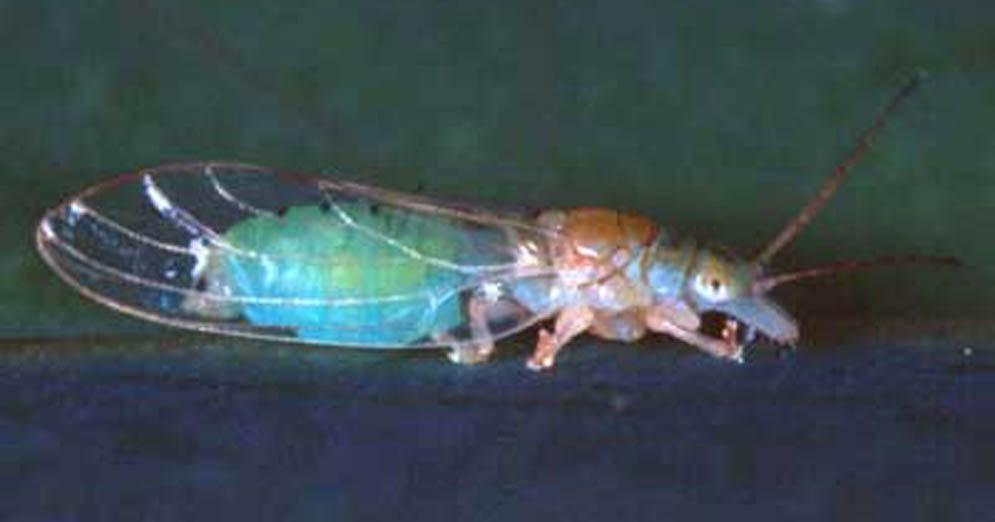 Hind wing of Glycaspis brimblecombei Moore, a psyllid (bottom). Figure 9. Female green color morph of Glycaspis brimblecombei Moore, a psyllid. Figure 10.