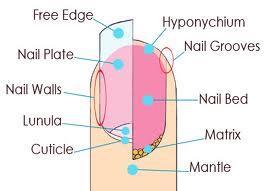 BENEFITS FOR THE THERAPIST If you are looking for a career in nails our manicure & pedicure course is a must!