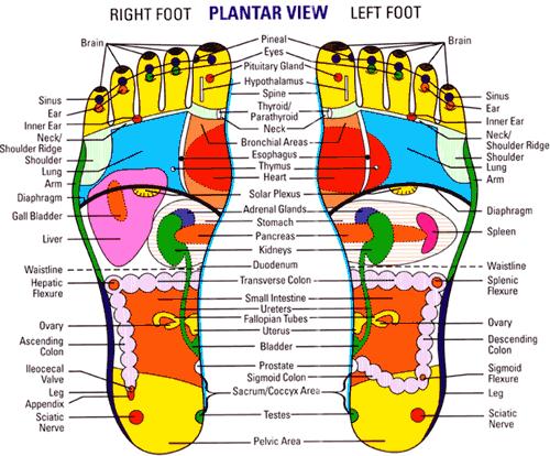 ACCREDITED BABTAC TWO/THREE DAY COURSE IN REFLEXOLOGY This informal and structured BABTAC Reflexology Course will teach a variety of Reflexology moves which can be used effectively on your paying