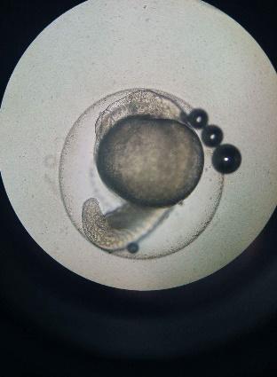 The percent hatchability will be based from the ratio of number of hatched zebra fish eggs over the number of initial embryos after post-treatment incubation.