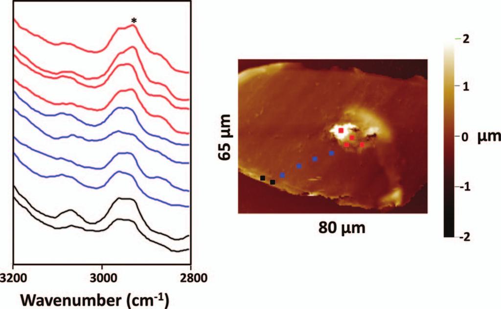 FIG. 2. Contact mode AFM height image and ten AFM-IR spectra of a human hair cross-section.