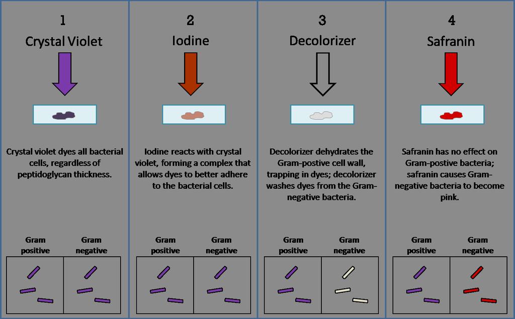 The Gram Stain Procedure For any bacterial sample, the process for Gram staining includes applying a series of four chemicals: primary stain (crystal violet, a purple dye), mordant (iodine),