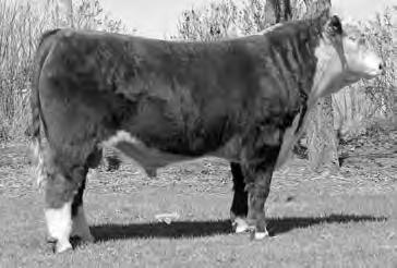 SHOW PROSPECTS and BRED RECIPIENT/EMBRYOS 45 THF MS ADVANCE 705 49 BRED RECIPIENT COW Calved 04/02/07 Registration Pending Tattoo: 705 Implanted November, 2007 Carrying a Heifer Calf by Rambo out of