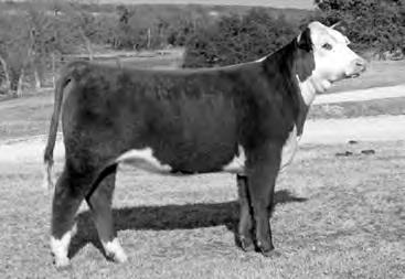 EMBRYOS and BRED FEMALES 52 PEDIGREE OF LOT 52 C MASTER 93072 1ET C GOLD RUSH 1ET [CHB] C 45U MS 0275 4ET C -S PURE GOLD 98170 [SOD, CHB] CL 1 DOMINO 185 [SOD] C MS DOM 93218 1ET C MISS PACE 5252 4ET