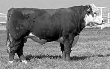 and phenotype categories. This bull has a tremendous hip and stifle along with beautiful shape and profile.