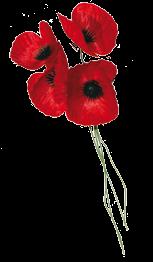 In Australia the single red poppy has special significance on Rememberance Day.