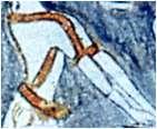 102 Ayia Triada Sarcophagus, Side B (FF 6) 106 Myc. Mus.