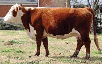 Consigned by Gene McCarthy, N. Augusta, S.C. Lot 31 NGM S416 Lilly 8800 Y28 32 WCF VICTORIA R25ET W679 P43059001 Calved: Dec.