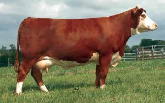 2; WW 58; YW 93; MM 29; M&G 58; FAT -0.052; REA 0.75; MARB 0.08 Patriot is performance proven. He passed the 2015 North Carolina Butner Bull Test with a 3.0 WDA. B009 is a 6.
