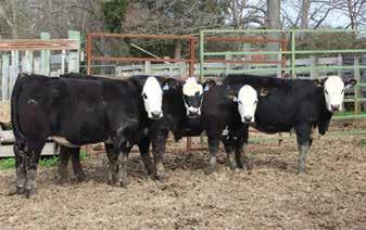 Commercial Cattle F1 black baldie open heifers, all calfhood vaccinated 54 55 56 57 Tattoo C33, calved Feb.