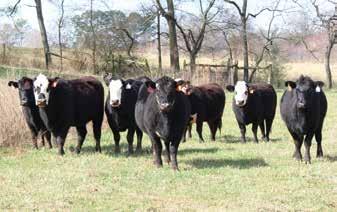 2015, WCF bred registered Hereford dam x registered black Angus bull Tattoo C36, calved May 17, 2015, K16 registered Hereford dam x registered black Angus bull Consigned by Gene McCarthy, N.