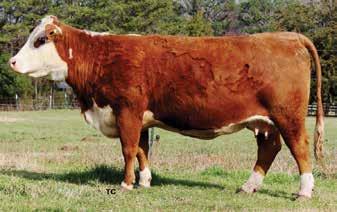 Sells open Consigned by M&J Polled Herefords, Madisonville, Tenn. 17 MJ PEACE YORK 10F-11B 14 P43559697 Calved: Dec.