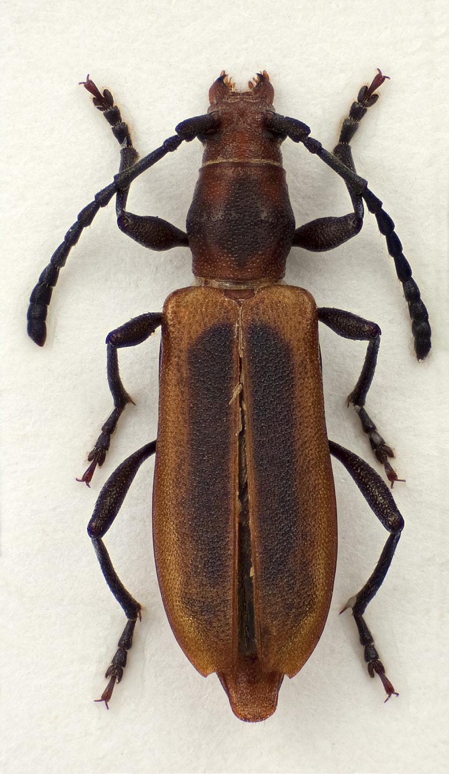 Norwegian Journal of Entomology 60, 246 282 (2013) 7a 7b FIGURES 7a b. D. vittata. 7a. D. vittata, 10.5mm (ABS). 7b. D. vittata, 10mm (KAG). Photos: Karsten Sund (NHM, Oslo). 1 [Tanzania, Ruvuma Reg.