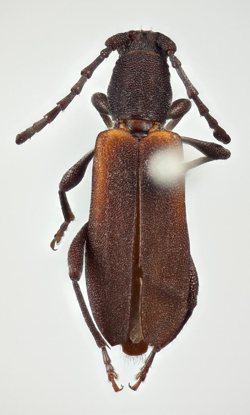 Norwegian Journal of Entomology 60, 246 282 (2013) 8a 8b FIGURES 8a b. D. basalis. 8a. D. basalis HT, 7.5mm (NRM). 8b. D. basalis, 8.5mm (NRM). Photos: Karsten Sund (NHM, Oslo). Note.