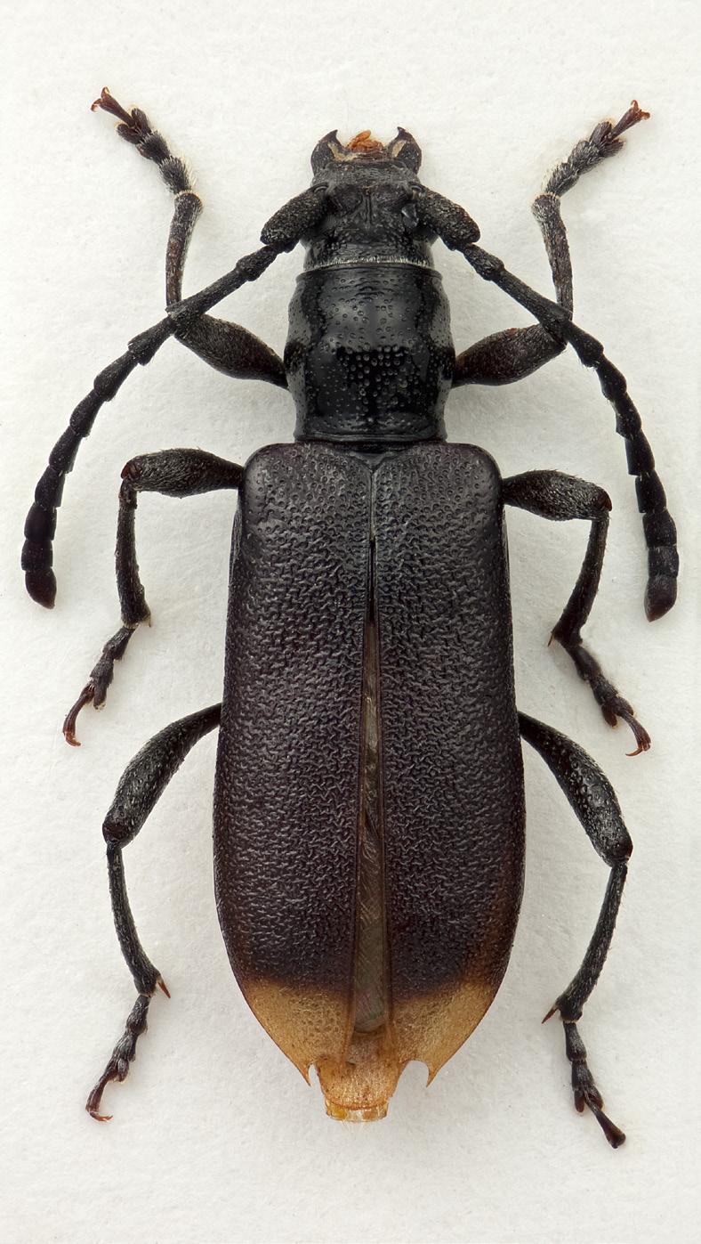 Norwegian Journal of Entomology 60, 246 282 (2013) 11 12 FIGURES 11 12. 10. 11. D. zimbabweana PT, 9mm (KAG). 12. D. donisi, 10mm (KAG). Photos: Karsten Sund (NHM, Oslo).