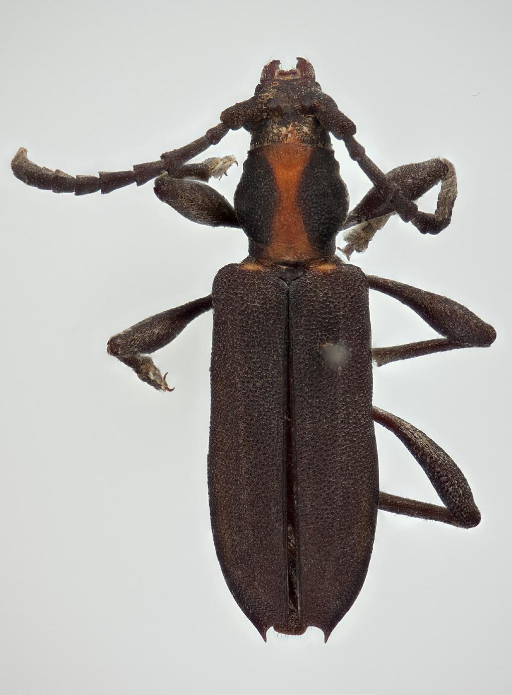 Norwegian Journal of Entomology 60, 246 282 (2013) 15c 15d FIGURES 15c d. D. bicolor. 15c. D. bicolor ssp. ivorensis ssp.n. HT, 9.5mm (NHM). 15d. D. bicolor ssp. puchneri ssp.n. HT, 10mm (APG).