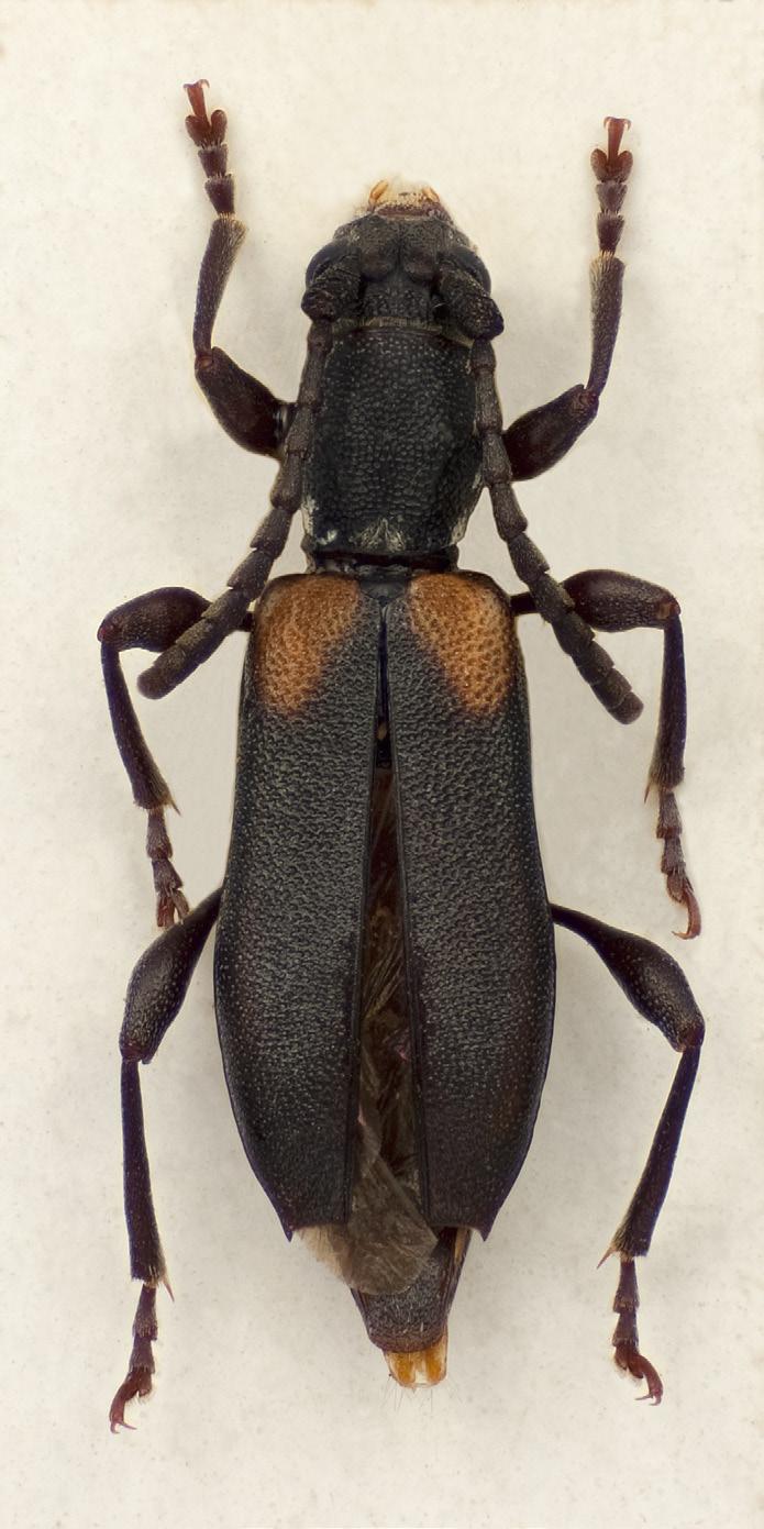 Norwegian Journal of Entomology 60, 246 282 (2013) 16c 16d FIGURES 16c d. D. leptis. 16c. D. leptis bimaculate morph, 7mm (MNHN). 16d. D. leptis m. nigra 6.5mm (JSP). Photos: Karsten Sund (NHM, Oslo).