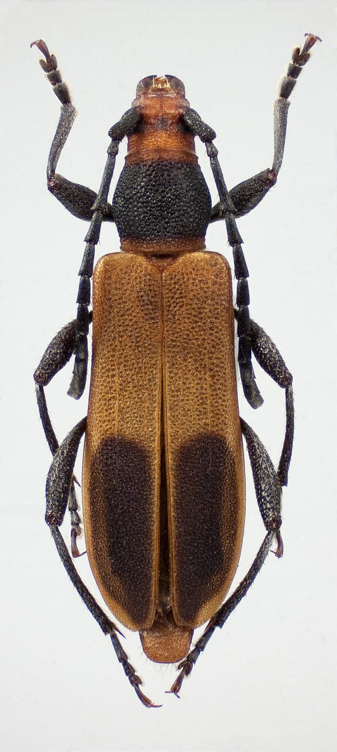 Norwegian Journal of Entomology 60, 246 282 (2013) 5 6 FIGURES 5 6. 5. Dere krameri sp.n. HT, 10mm (ABS). 6. D. minettii sp.n. HT, 13mm (ABS). Photos: Karsten Sund (NHM, Oslo). smoothly rounded. In D.