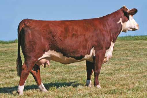 Lot 27--Lagrand Millie 24S 27 Lagrand Millie 24S 27A P42710684 CALVED: JAN 27, 2006 TATTOO: BE-24S MS Tbone 036 P43122478 CALVED: FEB 2, 2010 TATTOO: RE-036 BOOMER 611 PRF WIDELOAD EF IDEALIST PENNY