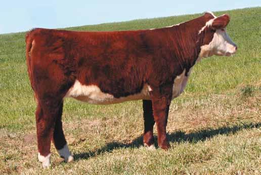 LADY BETH F243 EPD S: BW 2.8 WW 58 YW 91 M 20 M&G 49 FAT 0.010 REA 0.26 MARB -0.01 Bred AI 4-2-10 to CRR HELTON 980. Pasture exposed to SHF ULTRA MAX R117 U71 from 4-29-10 to 9-15-10.